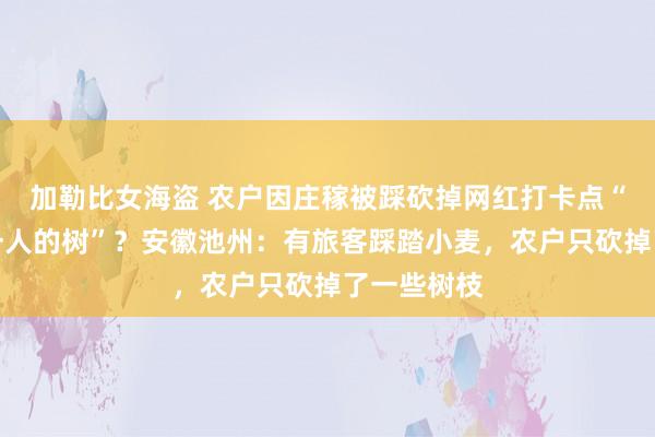 加勒比女海盗 农户因庄稼被踩砍掉网红打卡点“并立孤身一人的树”？安徽池州：有旅客踩踏小麦，农户只砍掉了一些树枝